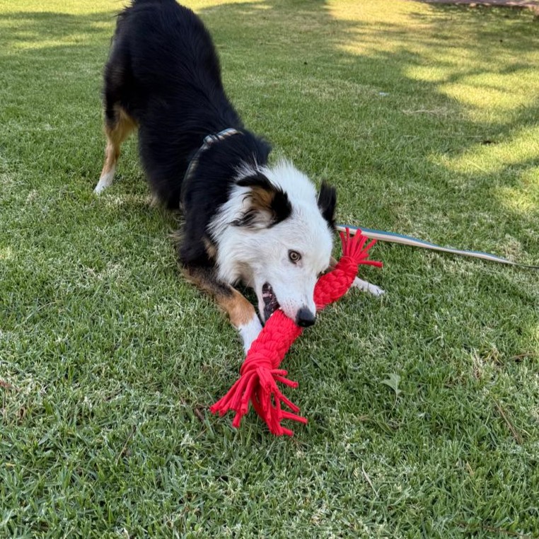 Sogas Flex para perros